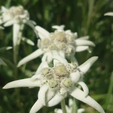 Gaestehaus Hausberger Apartament Schruns